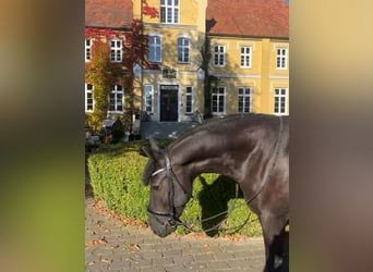 Meer ponys/kleine paarden, Ruin, 5 Jaar, 156 cm, Zwart