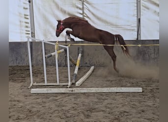 Meer ponys/kleine paarden, Ruin, 5 Jaar, 157 cm, Vos