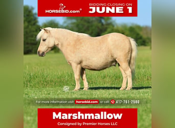 Meer ponys/kleine paarden, Ruin, 5 Jaar, 89 cm, Palomino
