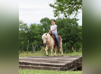 Meer ponys/kleine paarden, Ruin, 5 Jaar, 89 cm, Palomino