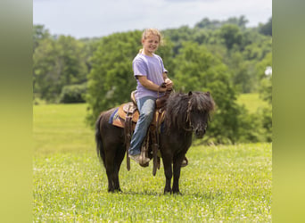 Meer ponys/kleine paarden, Ruin, 5 Jaar, 91 cm, Zwart