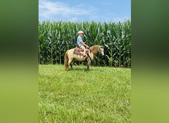 Meer ponys/kleine paarden, Ruin, 5 Jaar, 97 cm, Buckskin