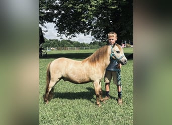 Meer ponys/kleine paarden, Ruin, 5 Jaar, 97 cm, Buckskin