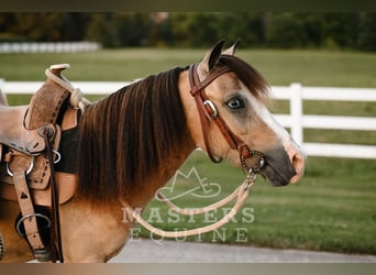 Meer ponys/kleine paarden, Ruin, 5 Jaar, 97 cm, Buckskin