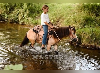 Meer ponys/kleine paarden, Ruin, 5 Jaar, 97 cm, Buckskin