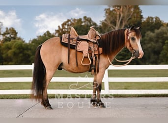 Meer ponys/kleine paarden, Ruin, 5 Jaar, 97 cm, Buckskin