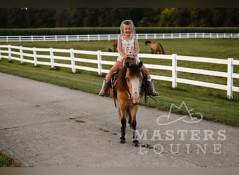Meer ponys/kleine paarden, Ruin, 5 Jaar, 97 cm, Buckskin