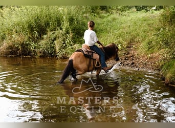 Meer ponys/kleine paarden, Ruin, 5 Jaar, 97 cm, Buckskin