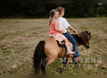 Meer ponys/kleine paarden, Ruin, 5 Jaar, 97 cm, Buckskin