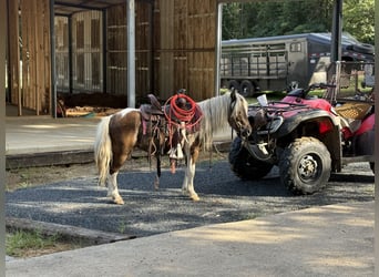Meer ponys/kleine paarden, Ruin, 5 Jaar, 97 cm, Gevlekt-paard