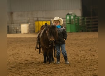Meer ponys/kleine paarden, Ruin, 5 Jaar, 97 cm, Roodbruin
