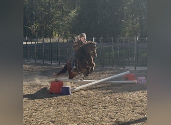 Meer ponys/kleine paarden, Ruin, 5 Jaar, 97 cm, Roodbruin