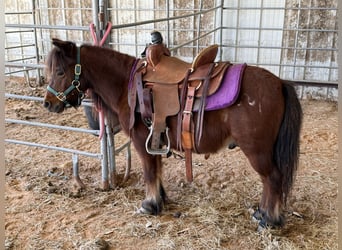 Meer ponys/kleine paarden, Ruin, 5 Jaar, 97 cm, Roodbruin