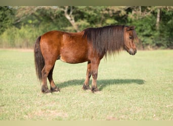 Meer ponys/kleine paarden, Ruin, 5 Jaar, 97 cm, Roodbruin