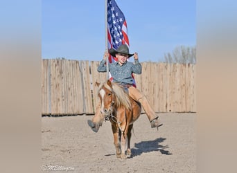 Meer ponys/kleine paarden, Ruin, 5 Jaar, 97 cm, Roodvos