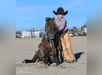 Meer ponys/kleine paarden, Ruin, 5 Jaar, 99 cm, Bruin