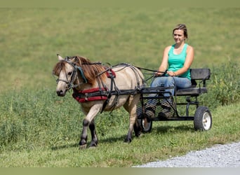 Meer ponys/kleine paarden, Ruin, 5 Jaar, 99 cm, Buckskin