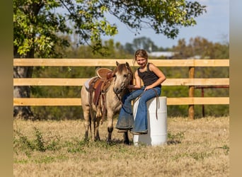 Meer ponys/kleine paarden, Ruin, 5 Jaar, 99 cm, Buckskin
