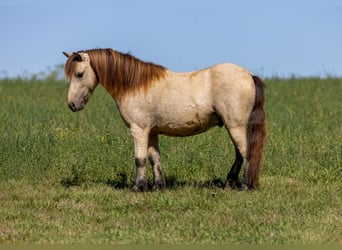 Meer ponys/kleine paarden, Ruin, 5 Jaar, 99 cm, Buckskin