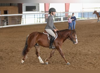 Meer ponys/kleine paarden, Ruin, 5 Jaar, Roodvos