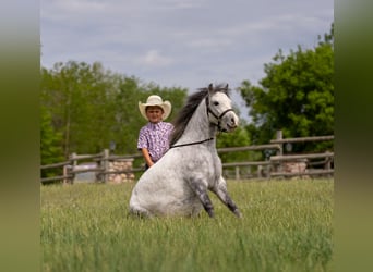 Meer ponys/kleine paarden, Ruin, 5 Jaar, Schimmel