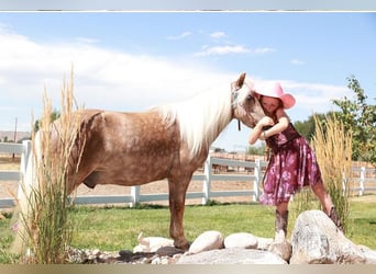 Meer ponys/kleine paarden, Ruin, 6 Jaar, 102 cm, Palomino