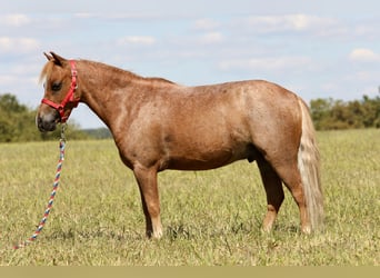 Meer ponys/kleine paarden, Ruin, 6 Jaar, 102 cm, Roan-Red