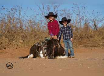 Meer ponys/kleine paarden, Ruin, 6 Jaar, 102 cm