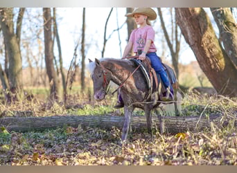 Meer ponys/kleine paarden, Ruin, 6 Jaar, 107 cm, Palomino