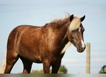 Meer ponys/kleine paarden, Ruin, 6 Jaar, 107 cm
