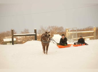 Meer ponys/kleine paarden, Ruin, 6 Jaar, 107 cm