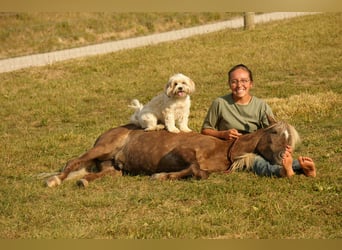 Meer ponys/kleine paarden, Ruin, 6 Jaar, 107 cm