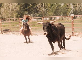Meer ponys/kleine paarden, Ruin, 6 Jaar, 109 cm, Zwart