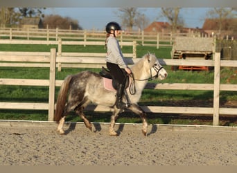 Meer ponys/kleine paarden, Ruin, 6 Jaar, 121 cm