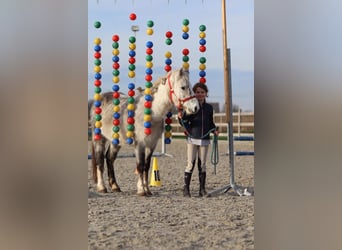 Meer ponys/kleine paarden, Ruin, 6 Jaar, 121 cm