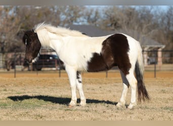 Meer ponys/kleine paarden, Ruin, 6 Jaar, 122 cm, Gevlekt-paard
