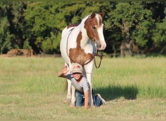 Meer ponys/kleine paarden, Ruin, 6 Jaar, 122 cm, Gevlekt-paard