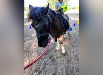 Meer ponys/kleine paarden, Ruin, 6 Jaar, 125 cm, Gevlekt-paard