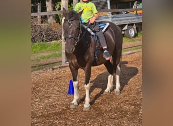 Meer ponys/kleine paarden, Ruin, 6 Jaar, 125 cm, Gevlekt-paard