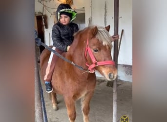 Meer ponys/kleine paarden, Ruin, 6 Jaar, 125 cm, Vos