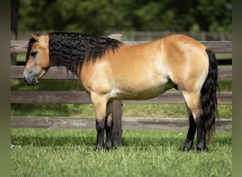 Meer ponys/kleine paarden, Ruin, 6 Jaar, 132 cm, Falbe