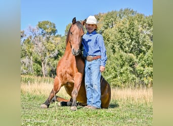 Meer ponys/kleine paarden, Ruin, 6 Jaar, 135 cm, Roodbruin