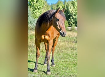 Meer ponys/kleine paarden, Ruin, 6 Jaar, 135 cm, Roodbruin