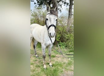 Meer ponys/kleine paarden, Ruin, 6 Jaar, 135 cm, Schimmel