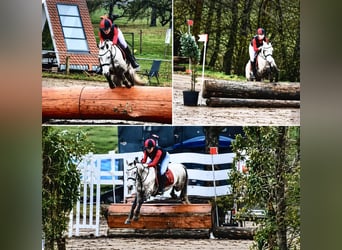 Meer ponys/kleine paarden, Ruin, 6 Jaar, 135 cm, Schimmel