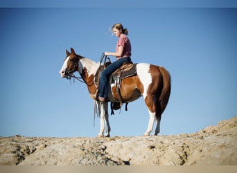 Meer ponys/kleine paarden, Ruin, 6 Jaar, 137 cm, Gevlekt-paard