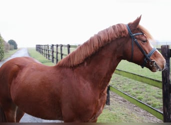 Meer ponys/kleine paarden, Ruin, 6 Jaar, 138 cm, Vos