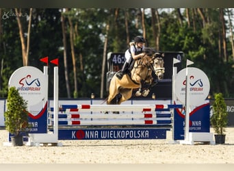 Meer ponys/kleine paarden, Ruin, 6 Jaar, 140 cm, Buckskin