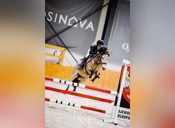 Meer ponys/kleine paarden, Ruin, 6 Jaar, 140 cm, Buckskin