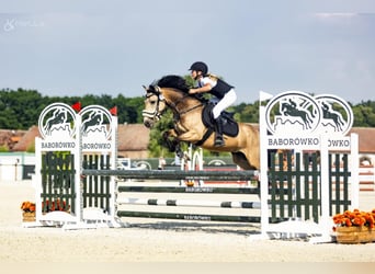 Meer ponys/kleine paarden, Ruin, 6 Jaar, 140 cm, Buckskin